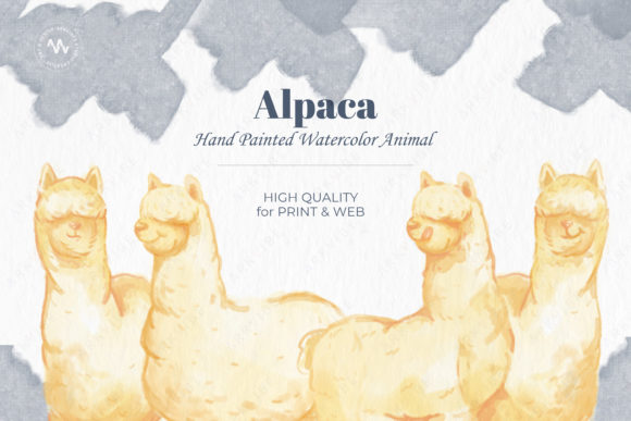 Alpaca Watercolor Hand Painted Illustrations