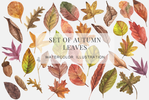 Autumn Watercolor Leaves Png Clipar Illustrations