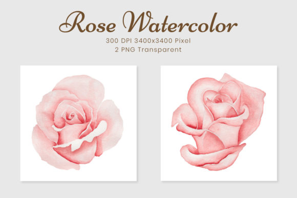 Beautiful Realistic Rose Watercolor Illustrations