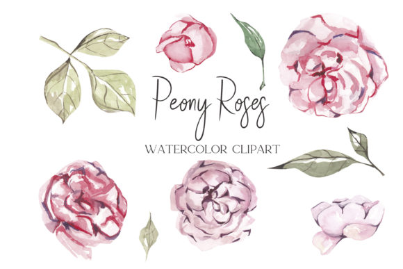 Pink Peonies Clipart, Watercolor Peony Illustrations