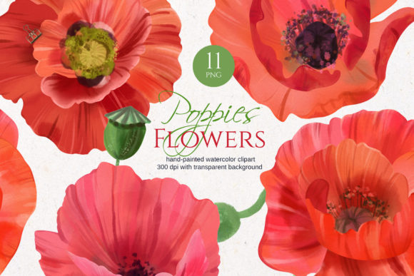 Red Poppy Watercolor Clipart and Illustrations