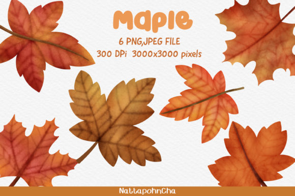Watercolor Autumn Maple Clipart and Illustrations