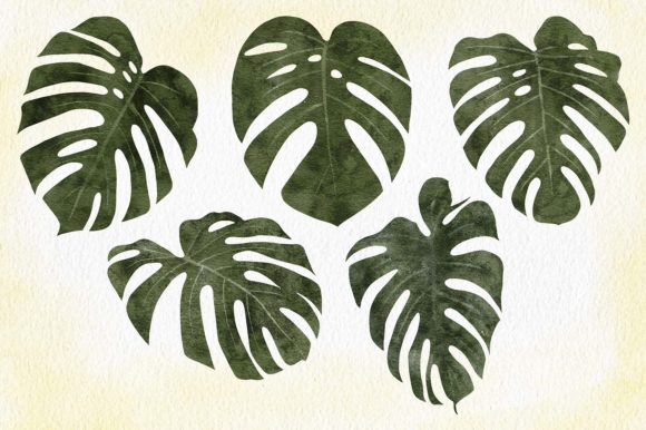 Watercolor Tropical Monstera Leaf Set and Illustrations